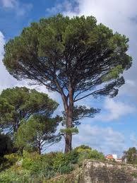 pinus pinea.jpg